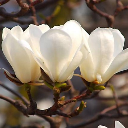 Magnolia - białe kwiaty